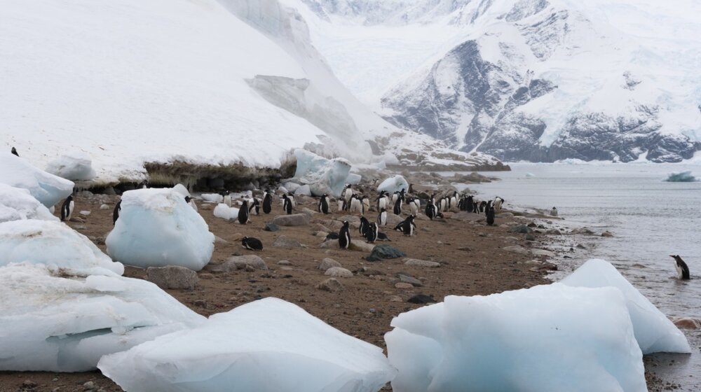 Kamera na Antartiku snimila retku životinju: "One često postaju žrtve predatora" 1