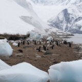 Kamera na Antartiku snimila retku životinju: "One često postaju žrtve predatora" 1