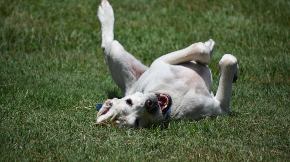 Reakcija psa na hit pesmu iz devedesetih ulepšaće vam dan 1