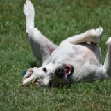 Reakcija psa na hit pesmu iz devedesetih ulepšaće vam dan 6