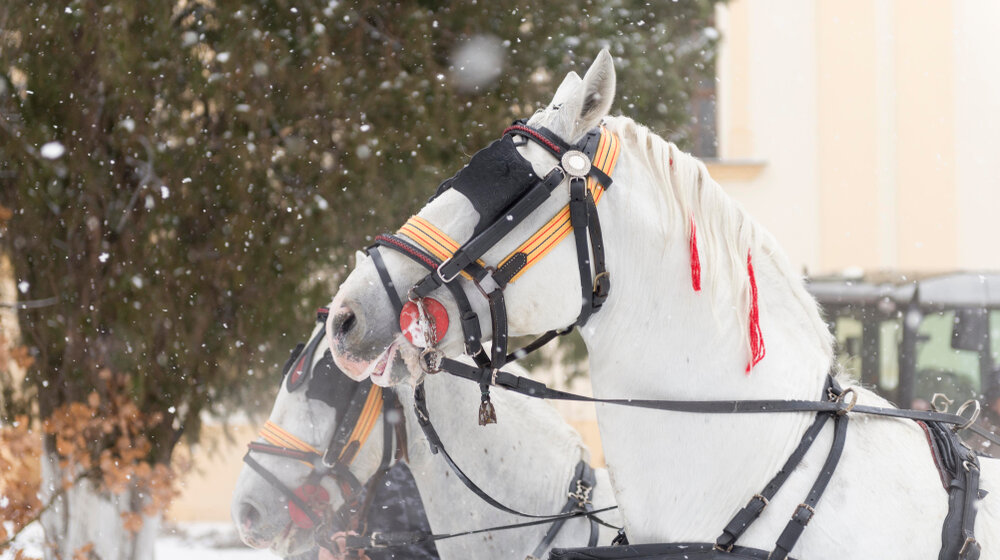 "Ergela Kelebija" nastavlja normalno sa radom i uzgojem konja 1