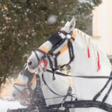 "Ergela Kelebija" nastavlja normalno sa radom i uzgojem konja 13