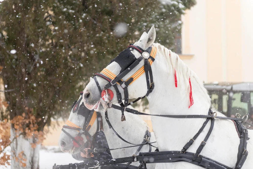 U nekoliko mesta širom Vojvodine održano tradicionalno Božićno jahanje konja (VIDEO) 2