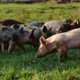 Svinje, afrička kuga