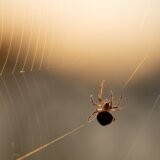 Neobična posledica klimatskih promena a tiče se pauka 10