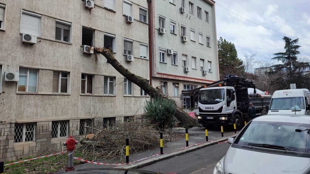 Drvo palo na zgradu porodilišta KBC Zvezdara (FOTO) 1