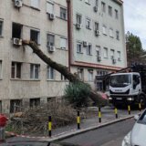 Drvo palo na zgradu porodilišta KBC Zvezdara (FOTO) 12