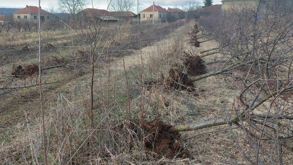 Nakon pisanja Danasa poljoprivredniku iz sela pored Zaječara isplaćen zaostali dug za otkup višanja 2