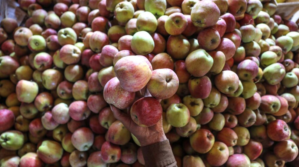 Poljska - EU lider u proizvodnji jabuka povećava organske zasade tog voća 8