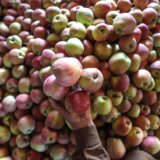 Poljska - EU lider u proizvodnji jabuka povećava organske zasade tog voća 6