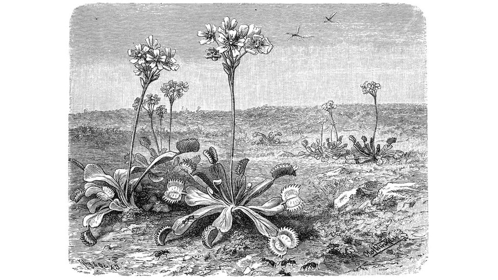 Biologija i fizika: Neobični pioniri elektriciteta dobijenog iz biljnog sveta 2 Muholovke