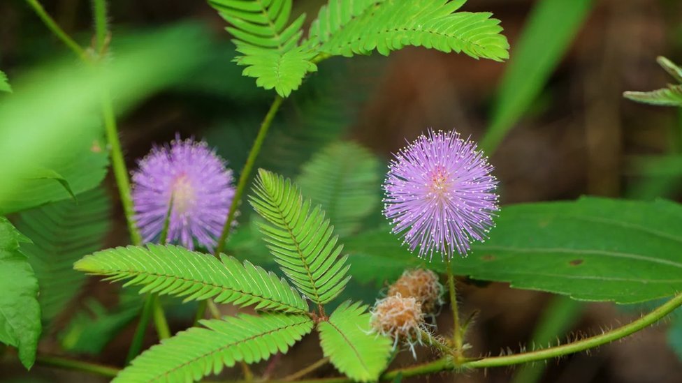 Biologija i fizika: Neobični pioniri elektriciteta dobijenog iz biljnog sveta 3 'Osetljiva biljka'