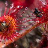 Biologija i fizika: Neobični pioniri elektriciteta dobijenog iz biljnog sveta 4