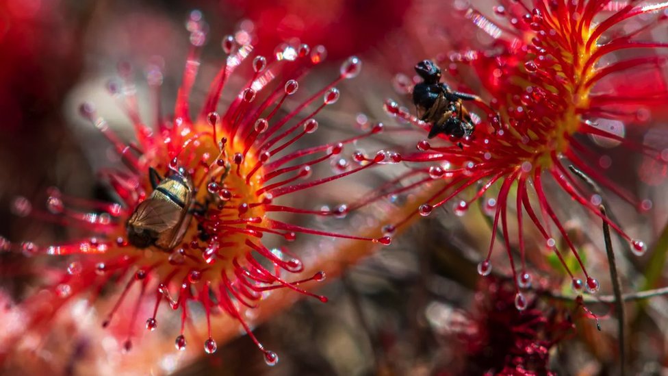 Biologija i fizika: Neobični pioniri elektriciteta dobijenog iz biljnog sveta 1 Elektricitet biljke