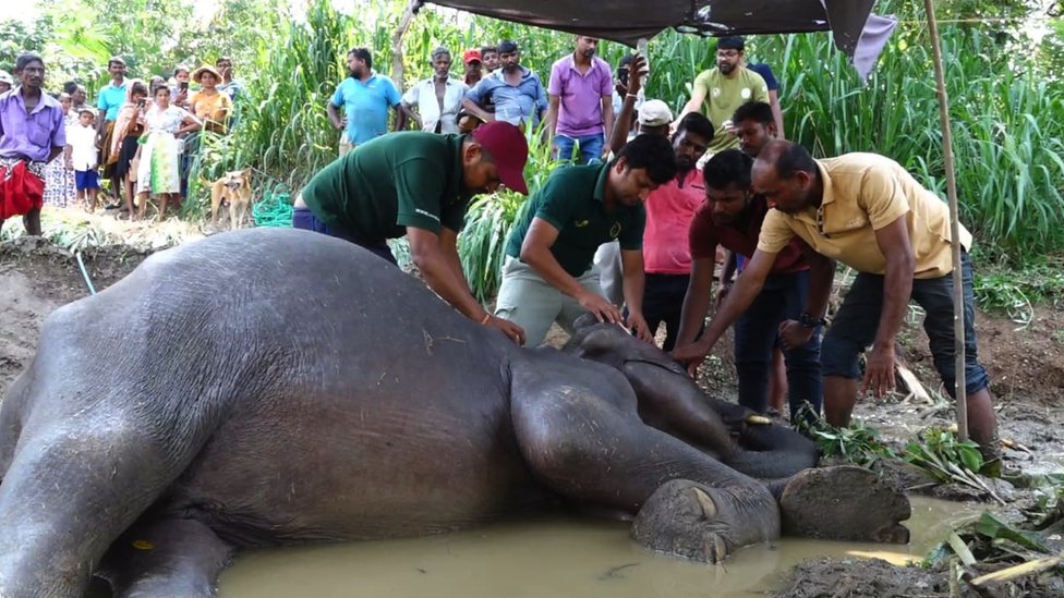 Šri Lanka: Kako vilične bombe namenjene divljim veprovima ubijaju slonove 5 Veterinary surgeon Akalanka Pinidiya treating an injured elephant, along with a team of wildlife officers in Sri Lanka