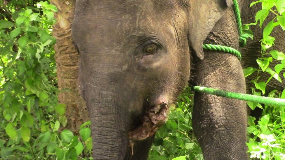 Šri Lanka: Kako vilične bombe namenjene divljim veprovima ubijaju slonove 2 A baby elephant injured due to a jaw bomb in Sri Lanka