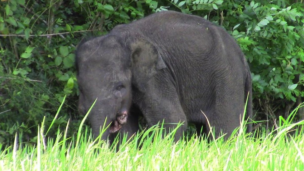 Šri Lanka: Kako vilične bombe namenjene divljim veprovima ubijaju slonove 6 A baby elephant injured due to a jaw bomb in Sri Lanka