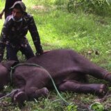 Šri Lanka: Kako vilične bombe namenjene divljim veprovima ubijaju slonove 4