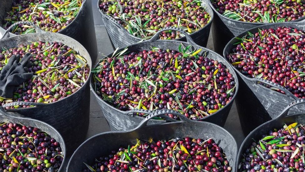 Hrana i inflacija: Zašto raste cena maslinovog ulja i može li se nešto učiniti povodom toga 2 Berba maslina