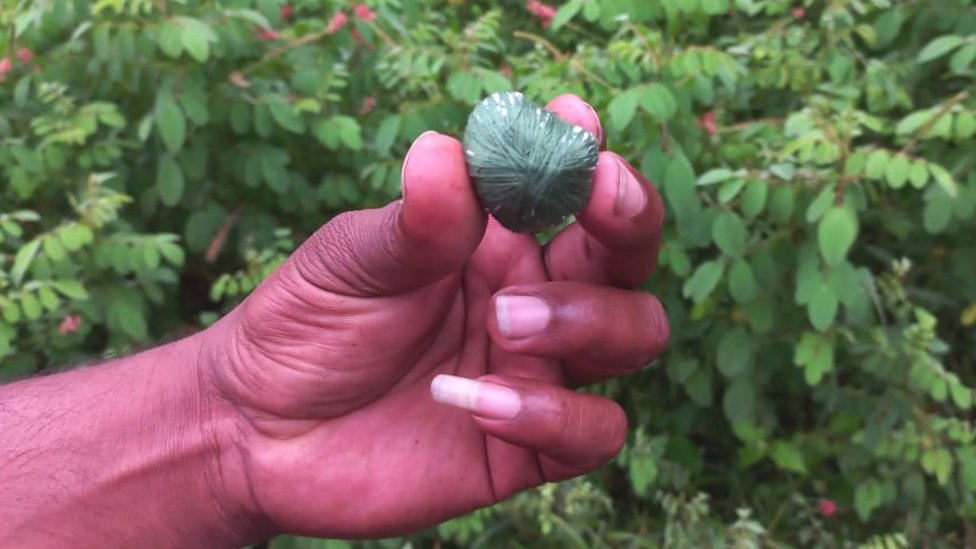 Šri Lanka: Kako vilične bombe namenjene divljim veprovima ubijaju slonove 3 Kumara, a hunter from Sri Lanka, is holding a jaw bomb, a deadly device used for killing wild boars for bushmeat in rural areas