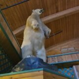 Životinje i kriminal: Veliki preparirani polarni medved ukraden u bizarnoj pljački u Kanadi 5