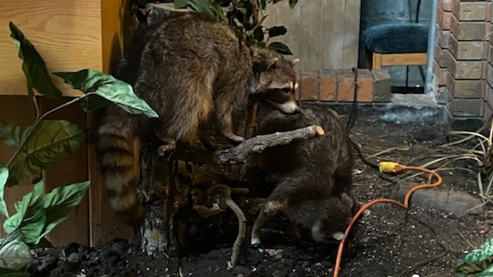 The two raccoons that were stolen