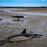 Morske životinje: Pet nasukanih delfina spaseno i vraćeno u more 5