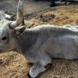 Spasavanje životinja sa Krčedinske ade: „Izgladnele su, nemoćne, samo leže, teško mi je da ih tako gledam" 9