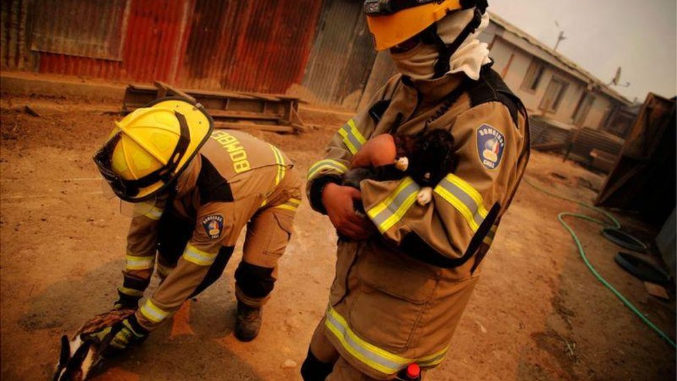 Firefighters rescue some rabbits in the Quilpe commune, in Valparaíso.