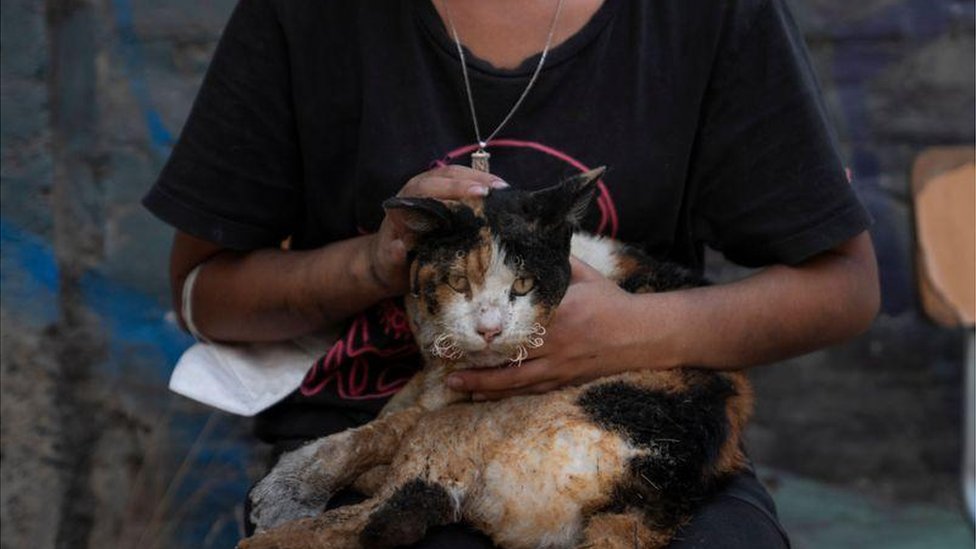 Many domestic animals have also been affected by the fire, like this cat in El Salto, in Viña del Mar.