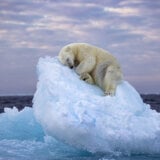 Polarni medved drema na santi leda: Zapanjujuća fotografija osvojila nagradu 5