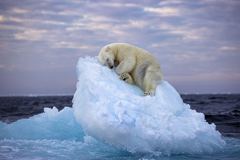 Polarni medved drema na santi leda: Zapanjujuća fotografija osvojila nagradu 1 Polar bear asleep on a small iceberg, Norway
