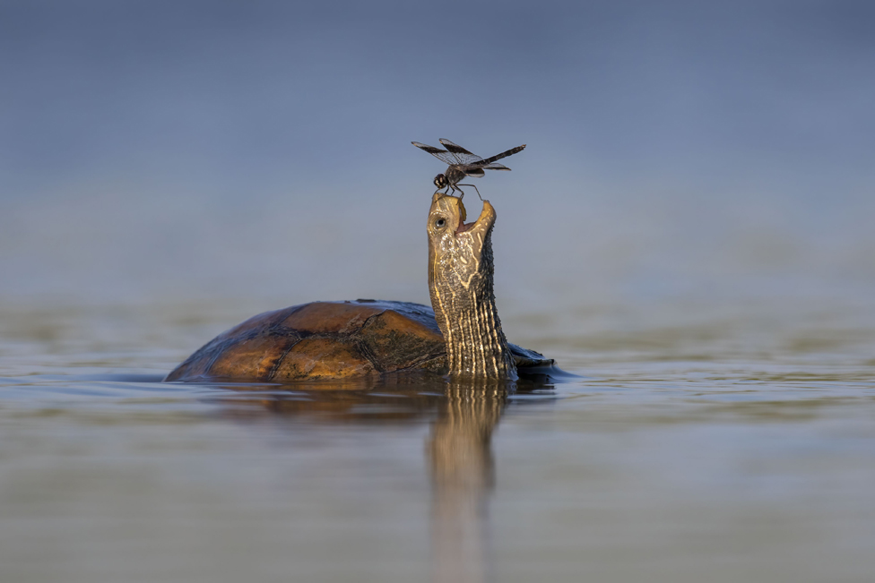 Polarni medved drema na santi leda: Zapanjujuća fotografija osvojila nagradu 2 A Balkan pond turtle and a northern banded groundling dragonfly