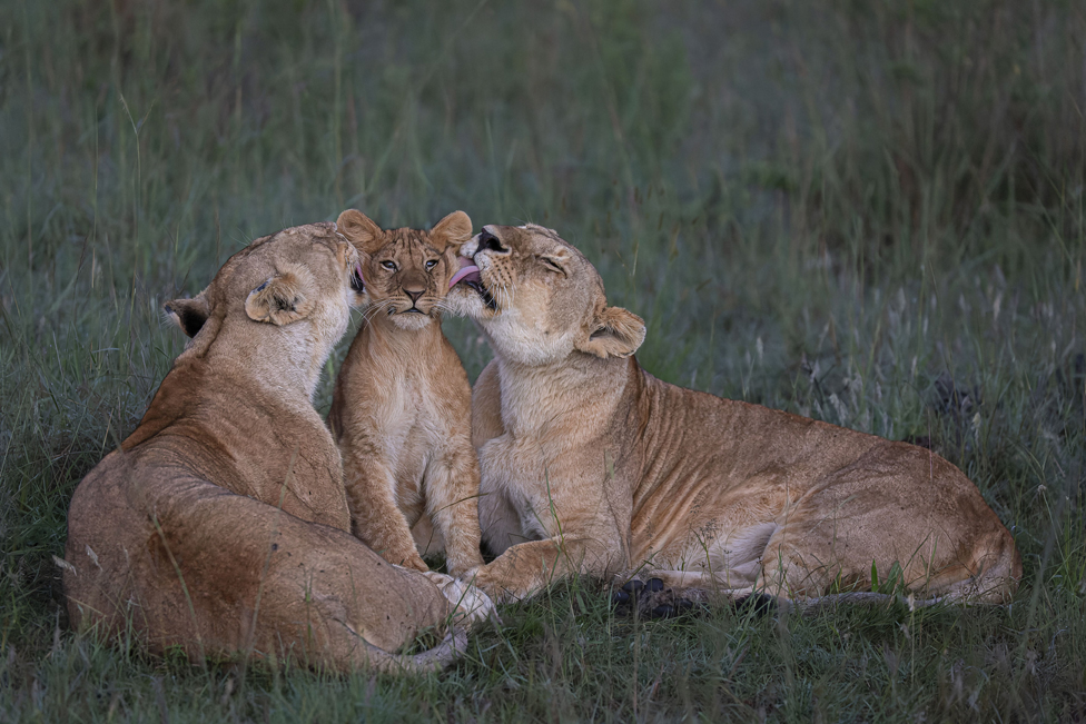 Polarni medved drema na santi leda: Zapanjujuća fotografija osvojila nagradu 4 Two lionesses groom a cubs in Maasai Mara, Kenya