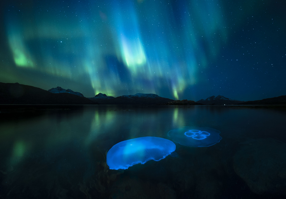 Polarni medved drema na santi leda: Zapanjujuća fotografija osvojila nagradu 5 Moon jellyfish pictured in a fjord as the Aurora Borealis glow overhead