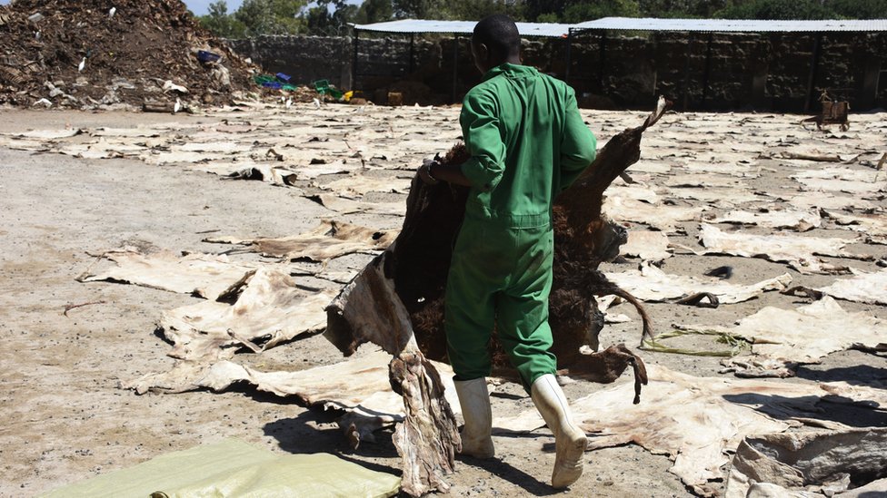 Radnik nosi magareću kožu u klanicu u Keniji