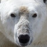 Klimatske promene: Polarnim medvedima preti umiranje od gladi usled otapanja leda 5
