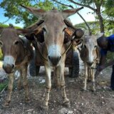 Milioni magaraca stradaju svake godine zbog 'narodnih' lekova 6