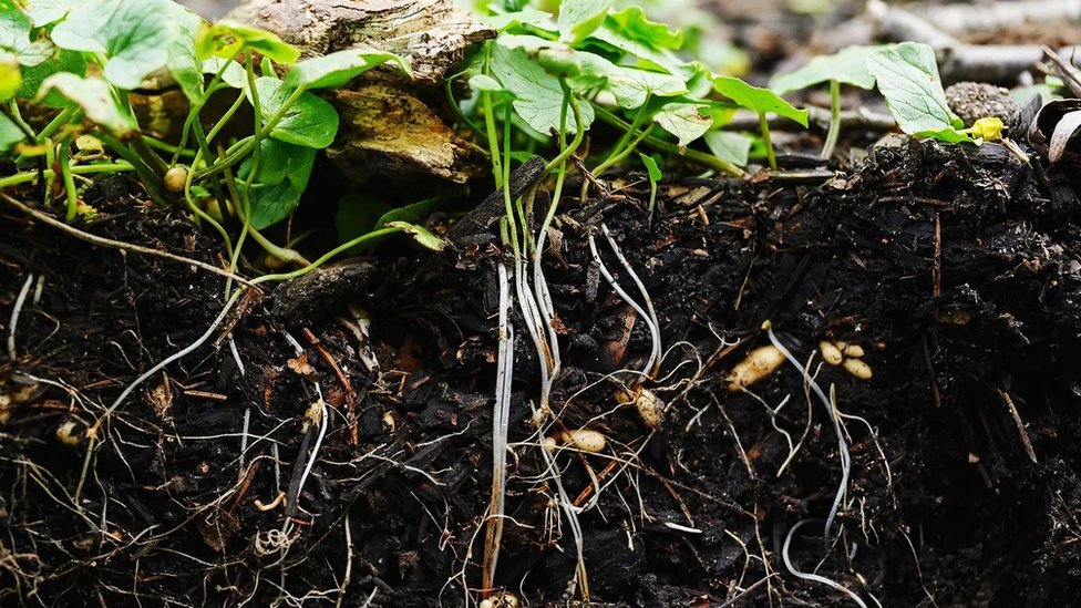 Priroda: Međusobni ljubavni odnosi različitih biljnih i životinjskih vrsta 4 Legumi