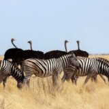 Priroda: Međusobni ljubavni odnosi različitih biljnih i životinjskih vrsta 4