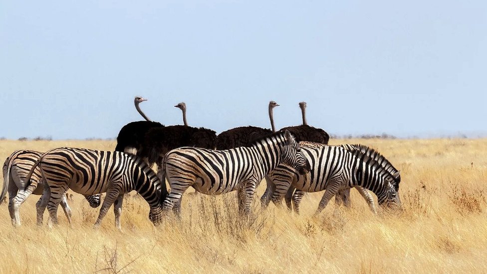 Priroda: Međusobni ljubavni odnosi različitih biljnih i životinjskih vrsta 1 Zebre
