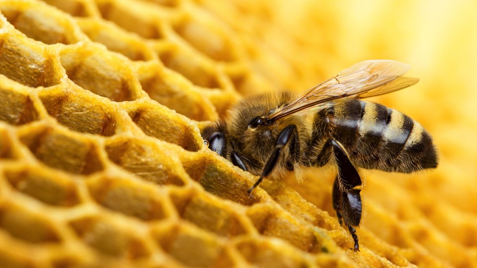 A bee on a honeycomb