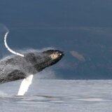 Životinje: Zašto kitovi pevaju, naučnici rešili misteriju 6