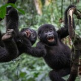 Životinje i nauka: Zašto su majmuni, psi, konji i pacovi razvili smisao za humor 2