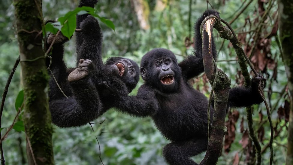 Laughing gorillas