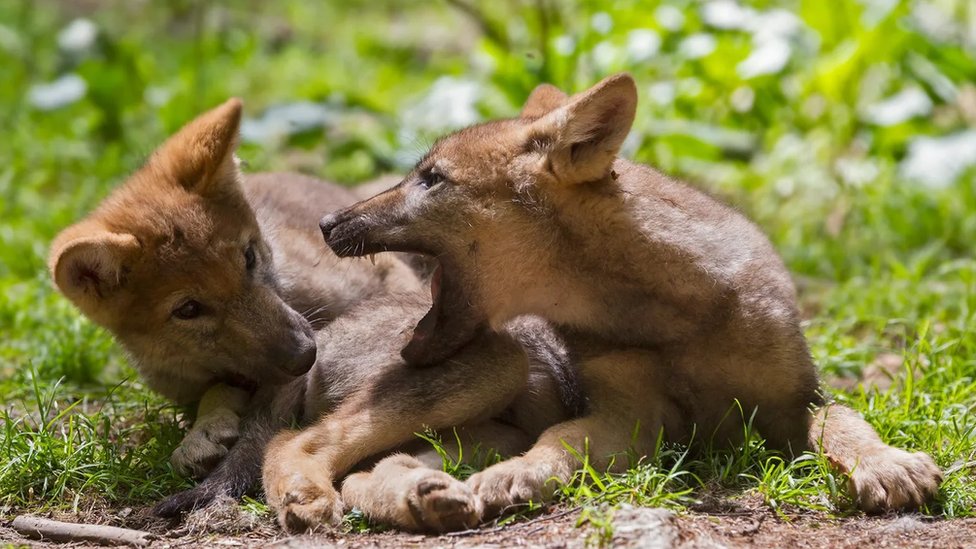 Wolf cubs playing