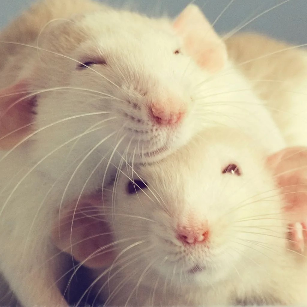 Cute white rats