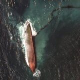 Zagađenje okeana: Izlivanje nafte širi se karipskim obalama 2