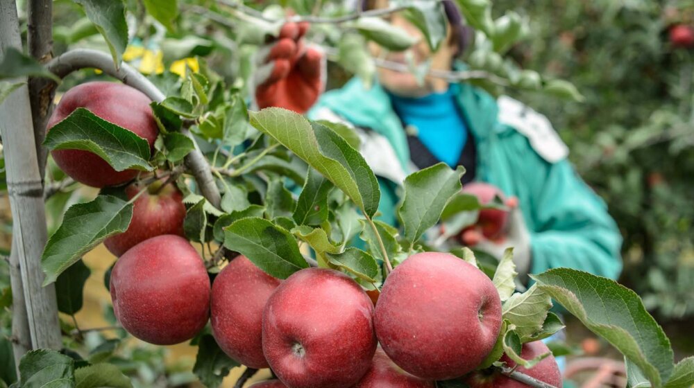 Proizvođači jabuka Srbije: Sporazum sa Kinom značajna poslovna prilika 18