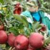 Proizvođači jabuka Srbije: Sporazum sa Kinom značajna poslovna prilika 12